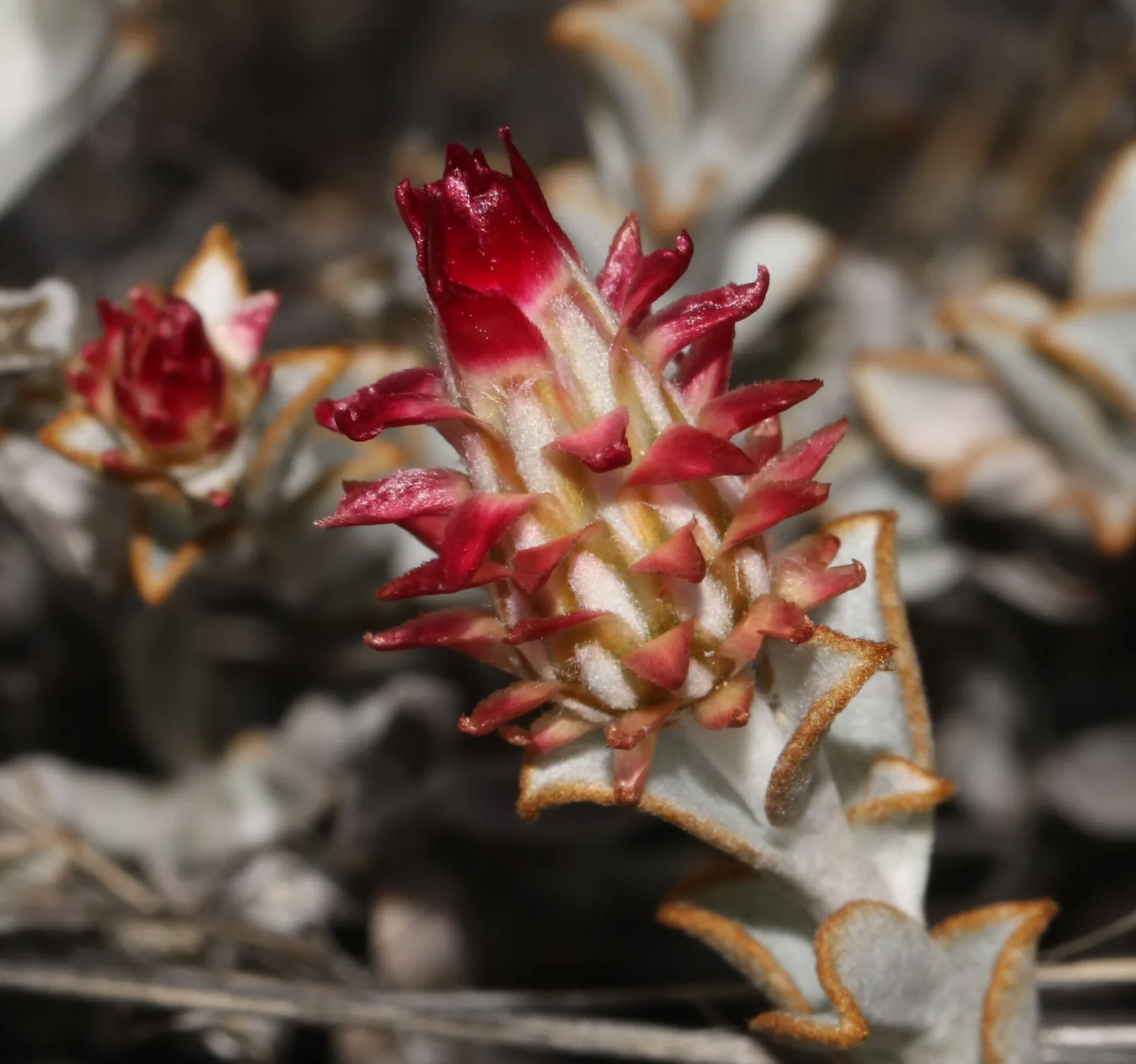Syncarpha dregeana