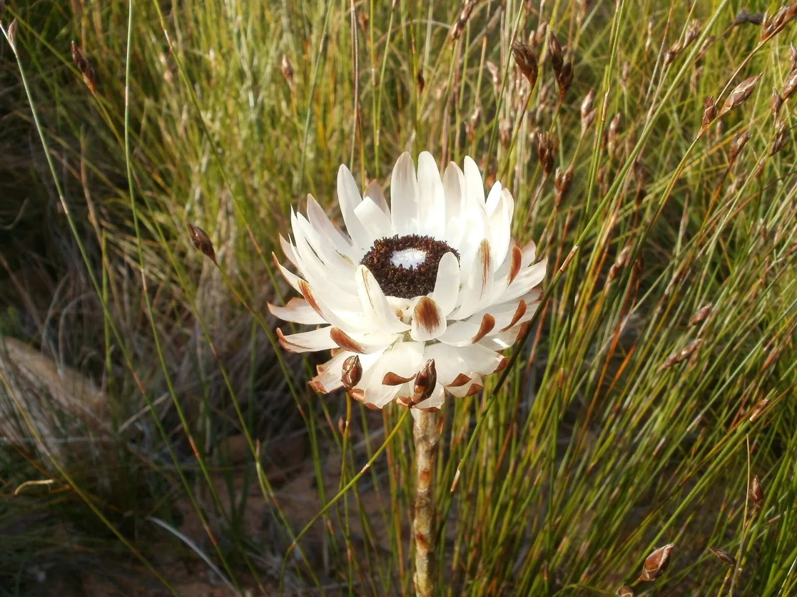 Syncarpha variegata