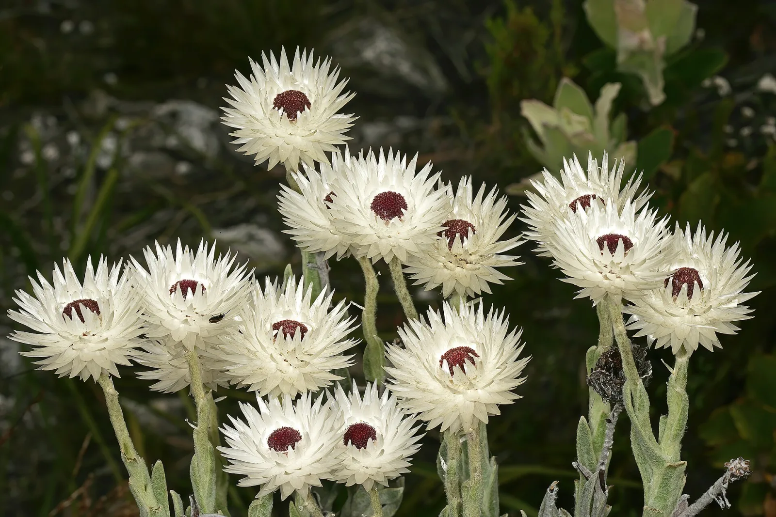 Syncarpha vestita