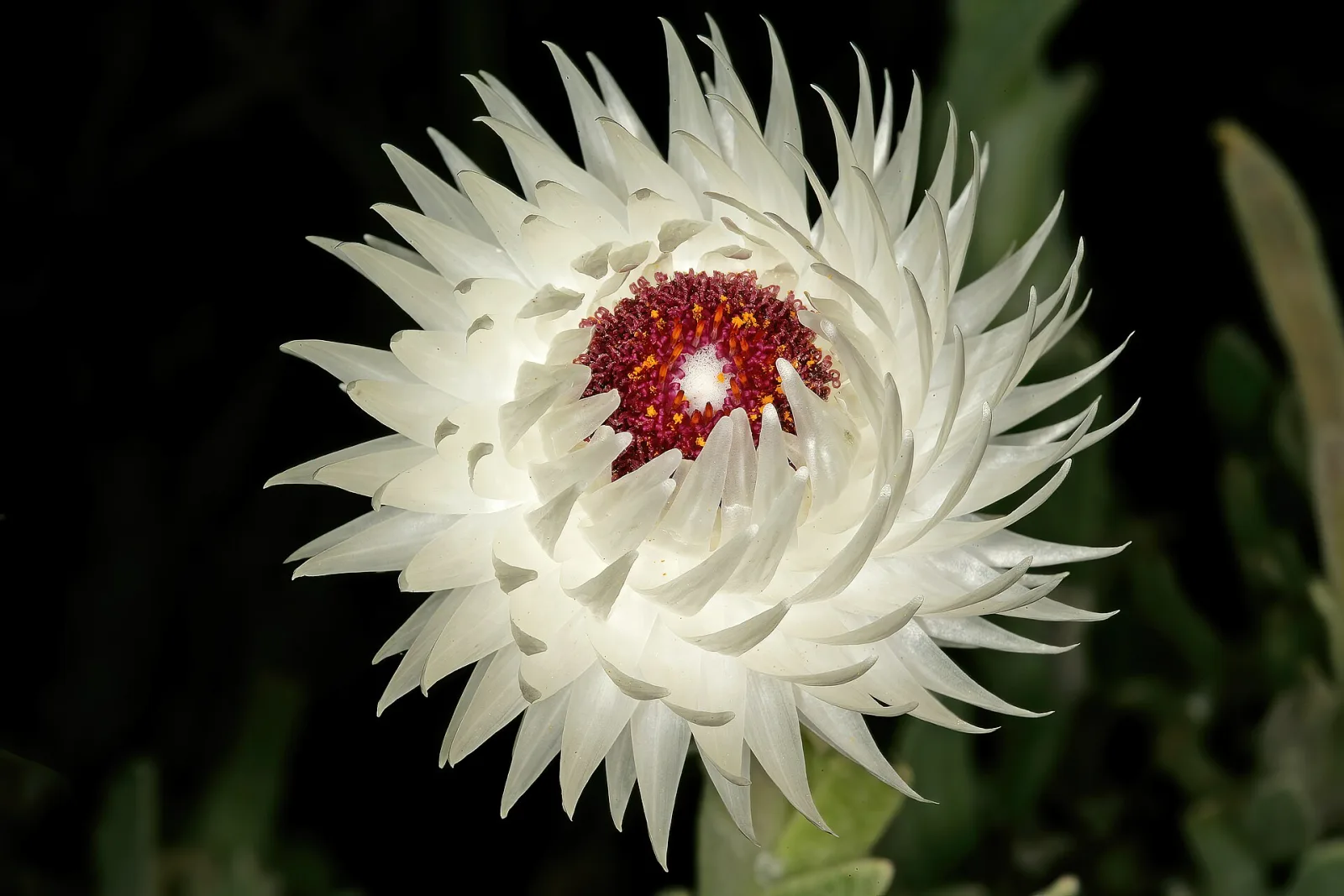 Syncarpha vestita