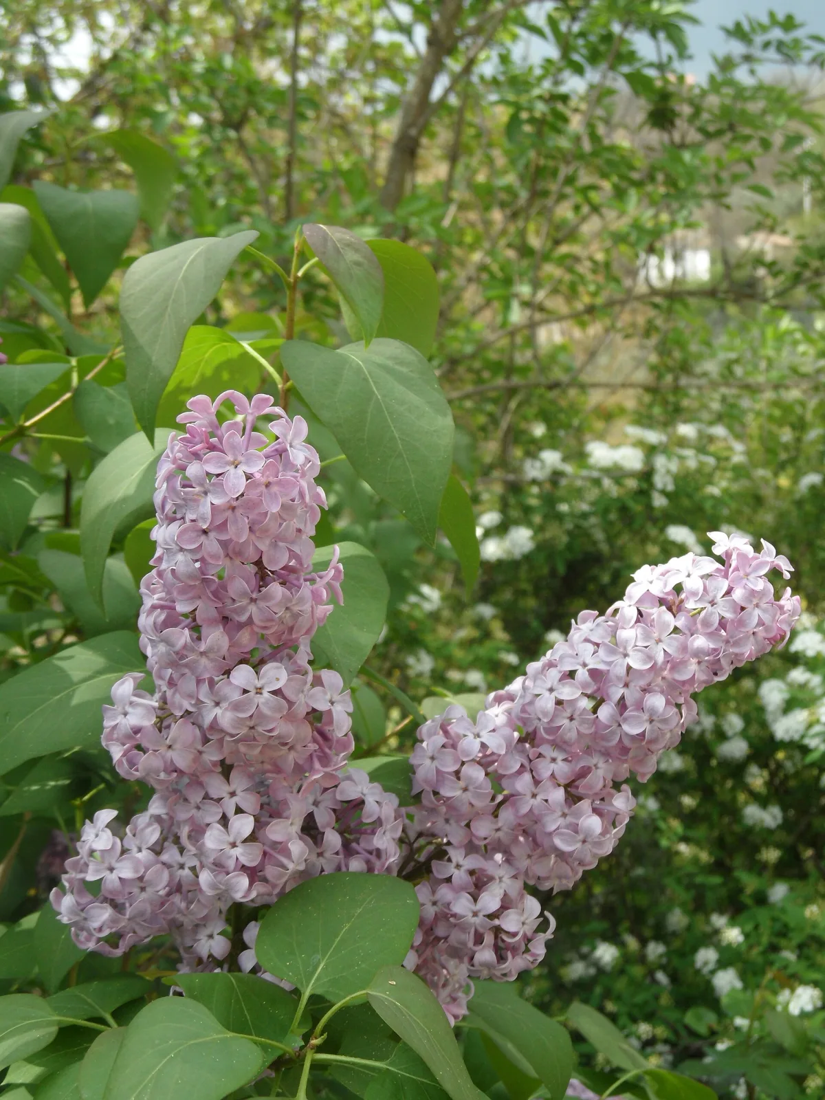 Syringa oblata