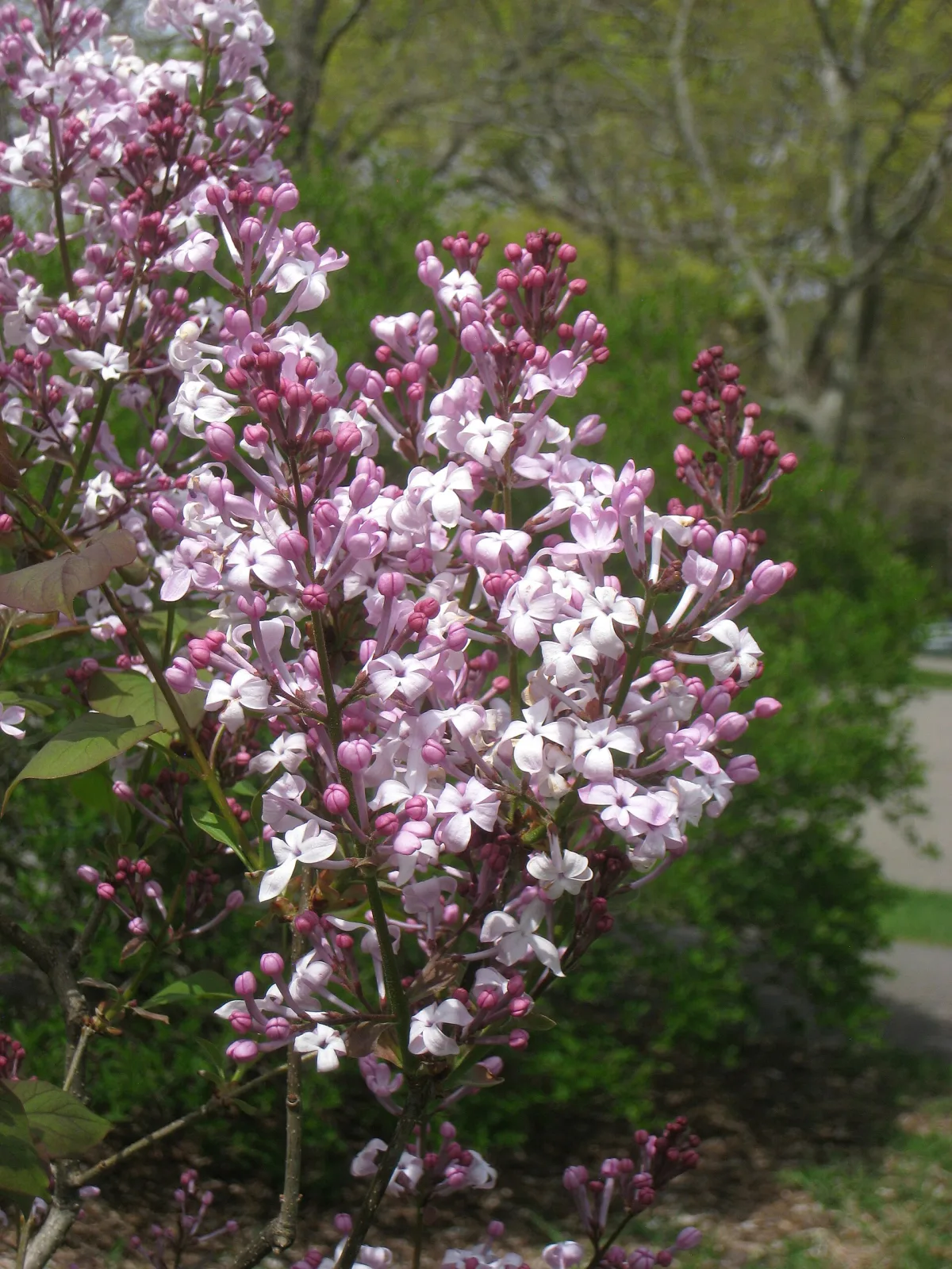 Syringa oblata