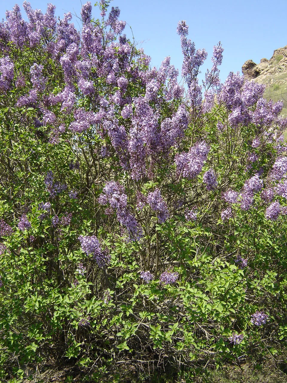 Syringa vulgaris