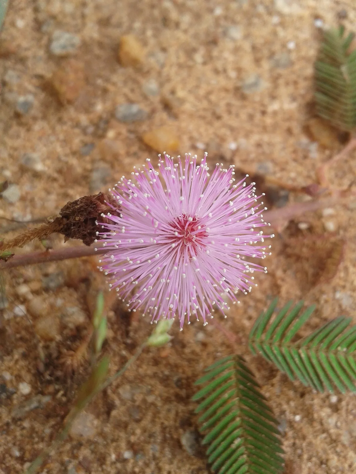 Mimosa pudica