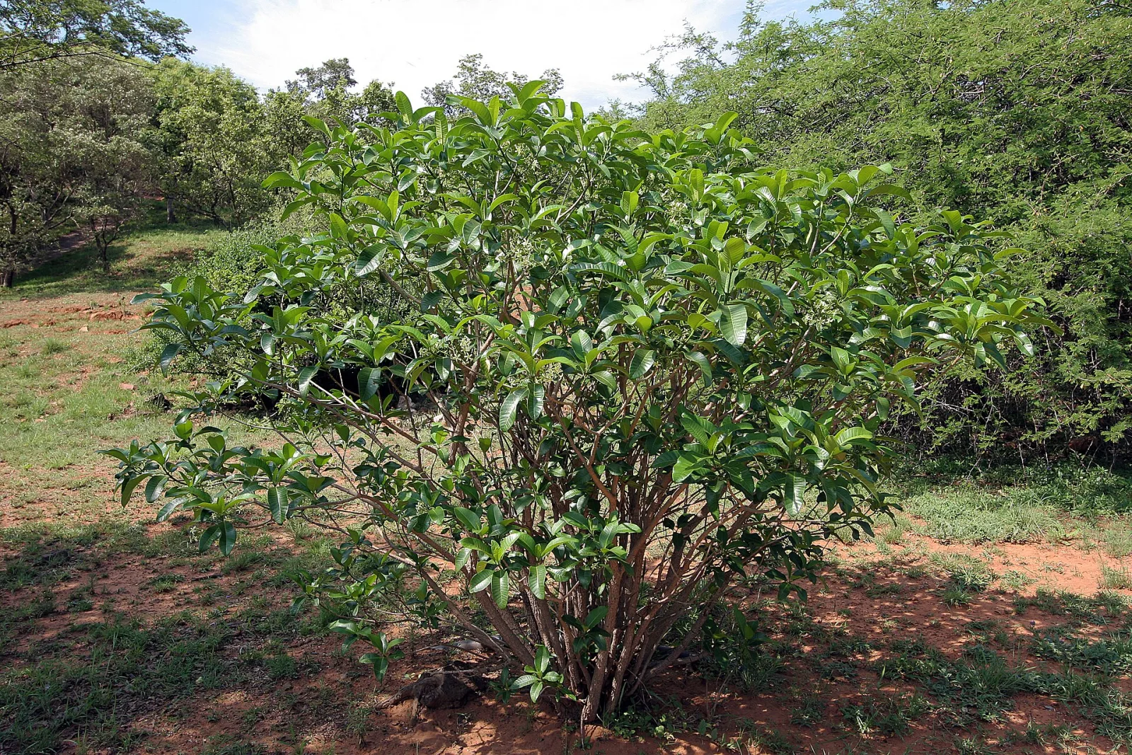 Tabernaemontana elegans
