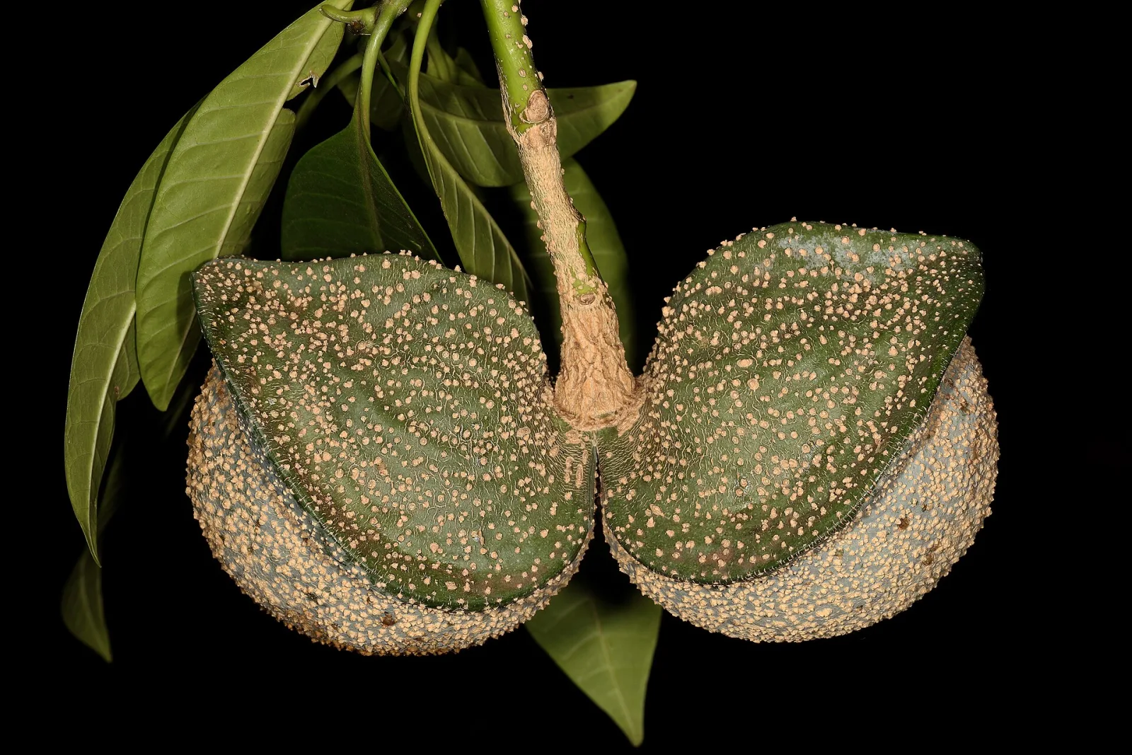 Tabernaemontana elegans