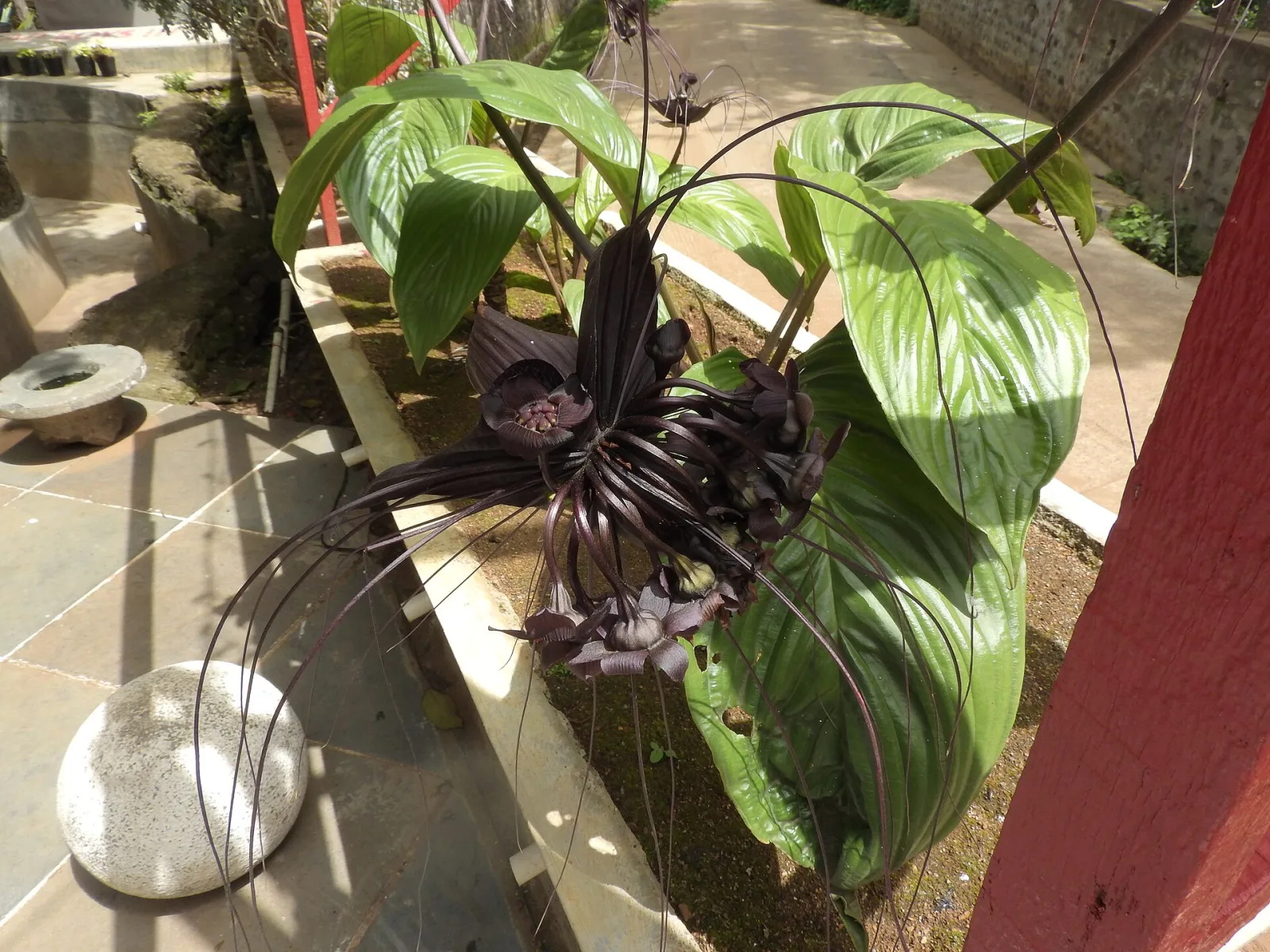 Tacca Chantrieri Black