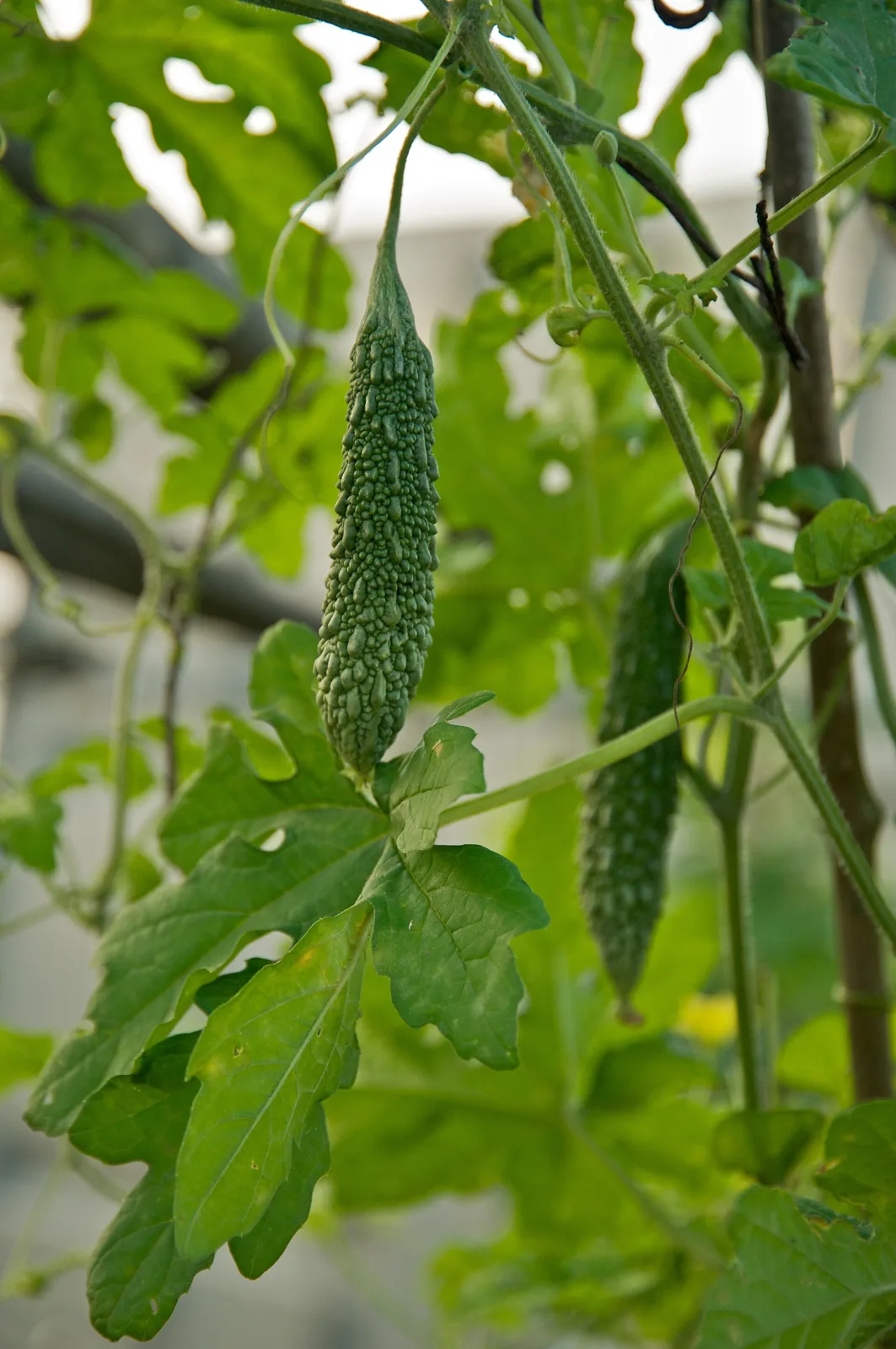 Momordica charantia