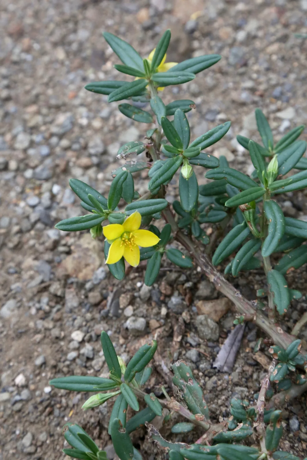 Talinum caffrum