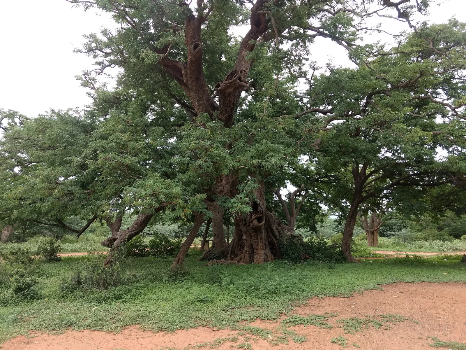Tamarindus indica