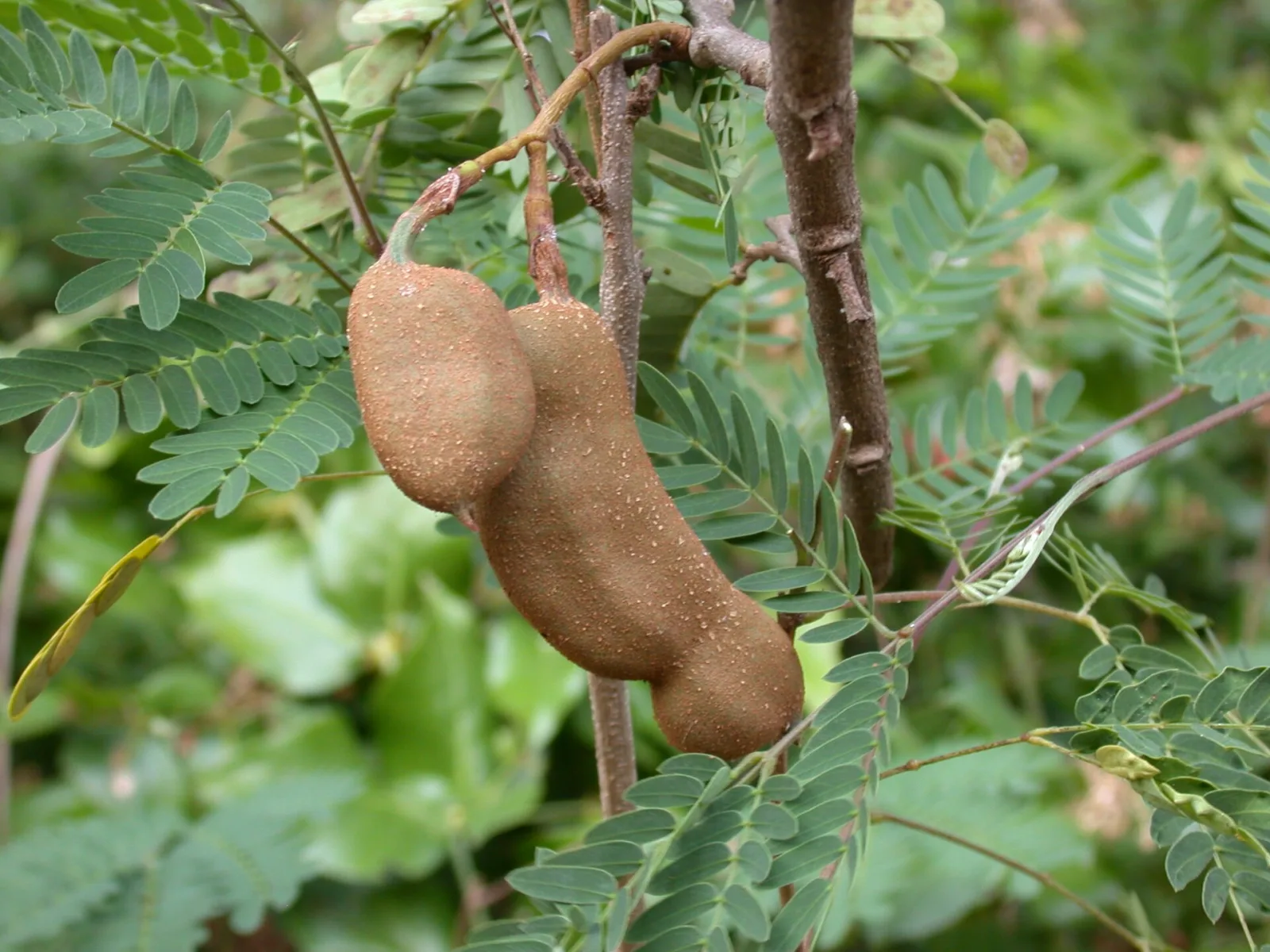 Tamarindus indica