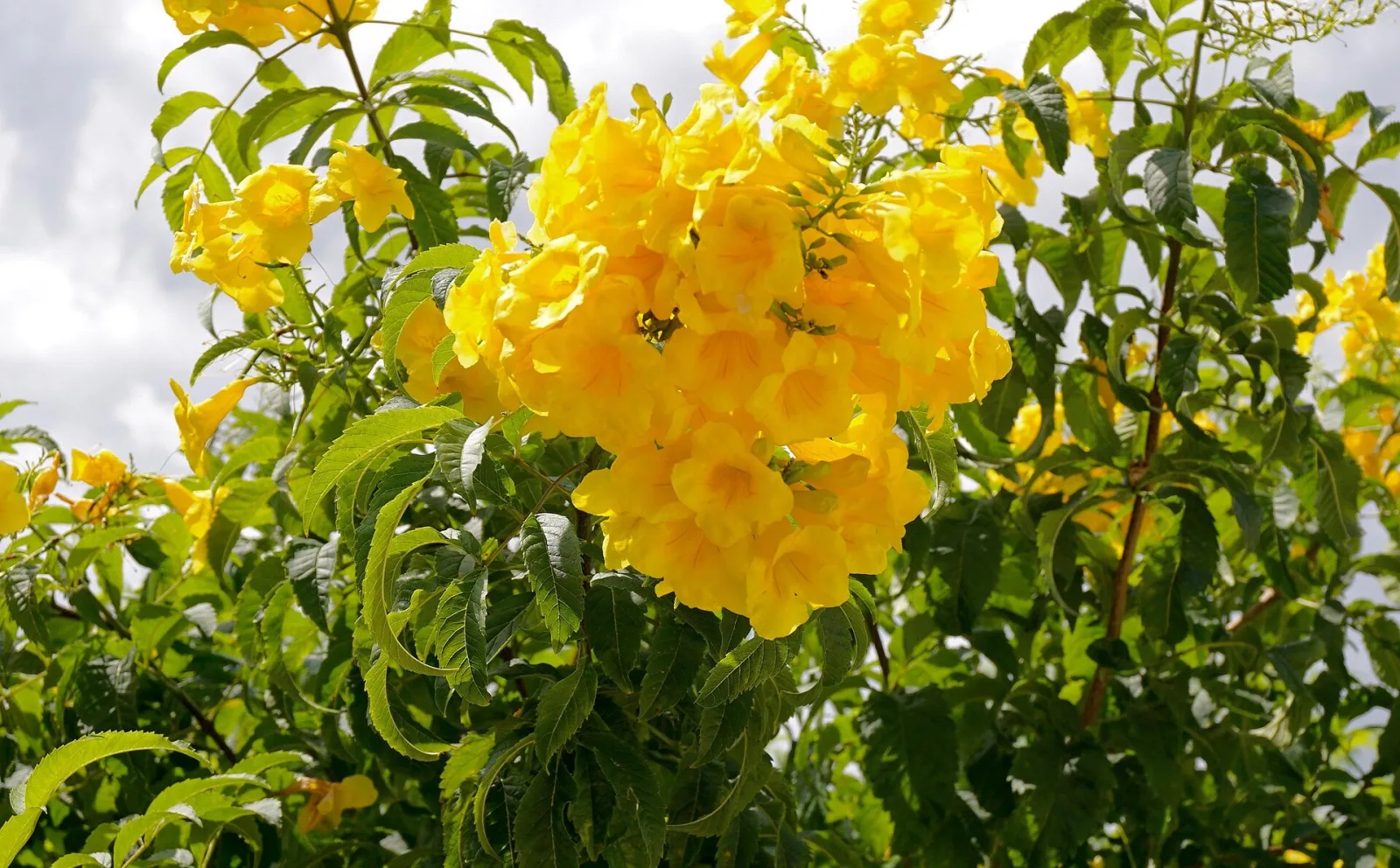 Tecoma stans