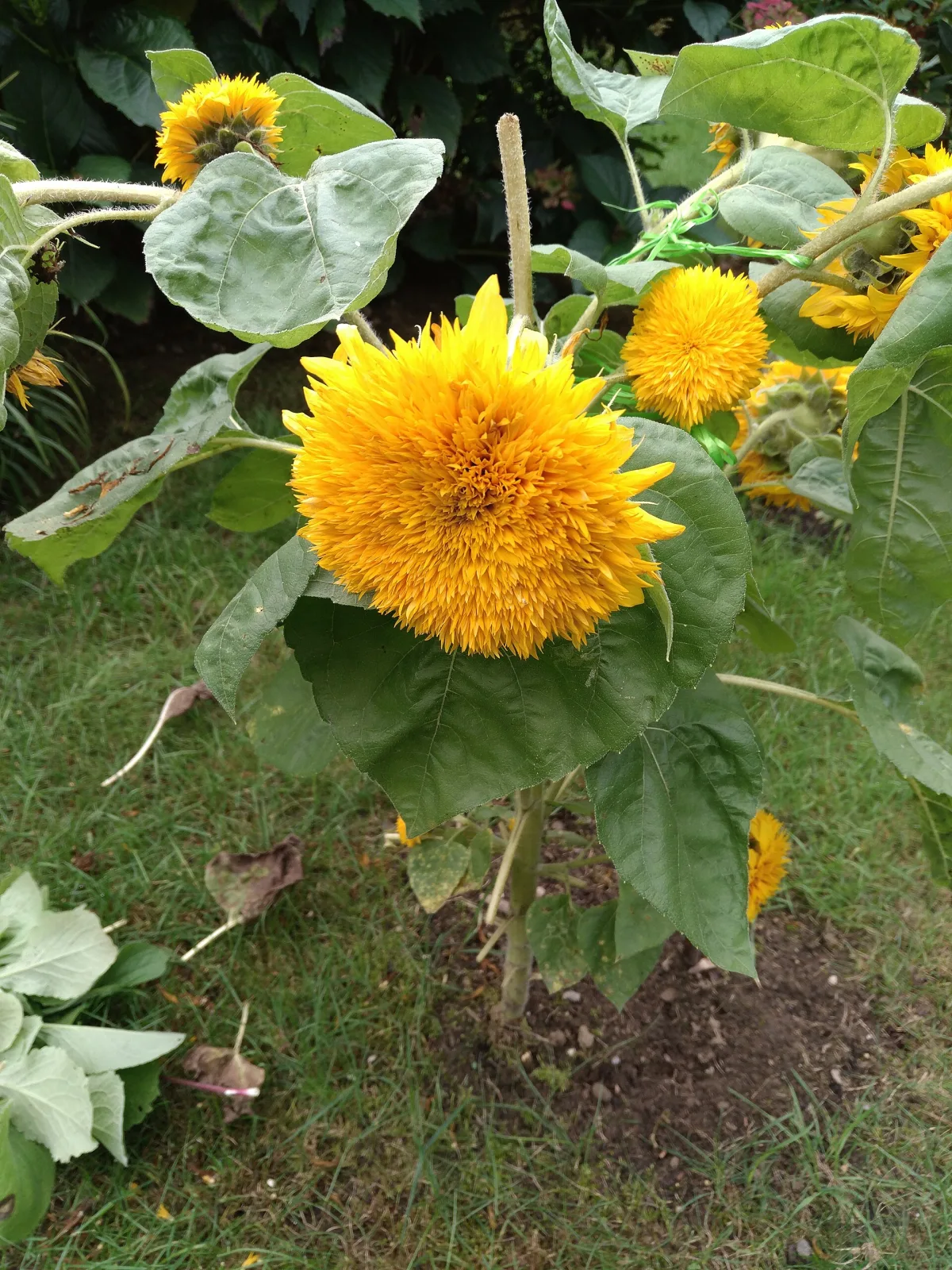 Sunflower Teddy Bear