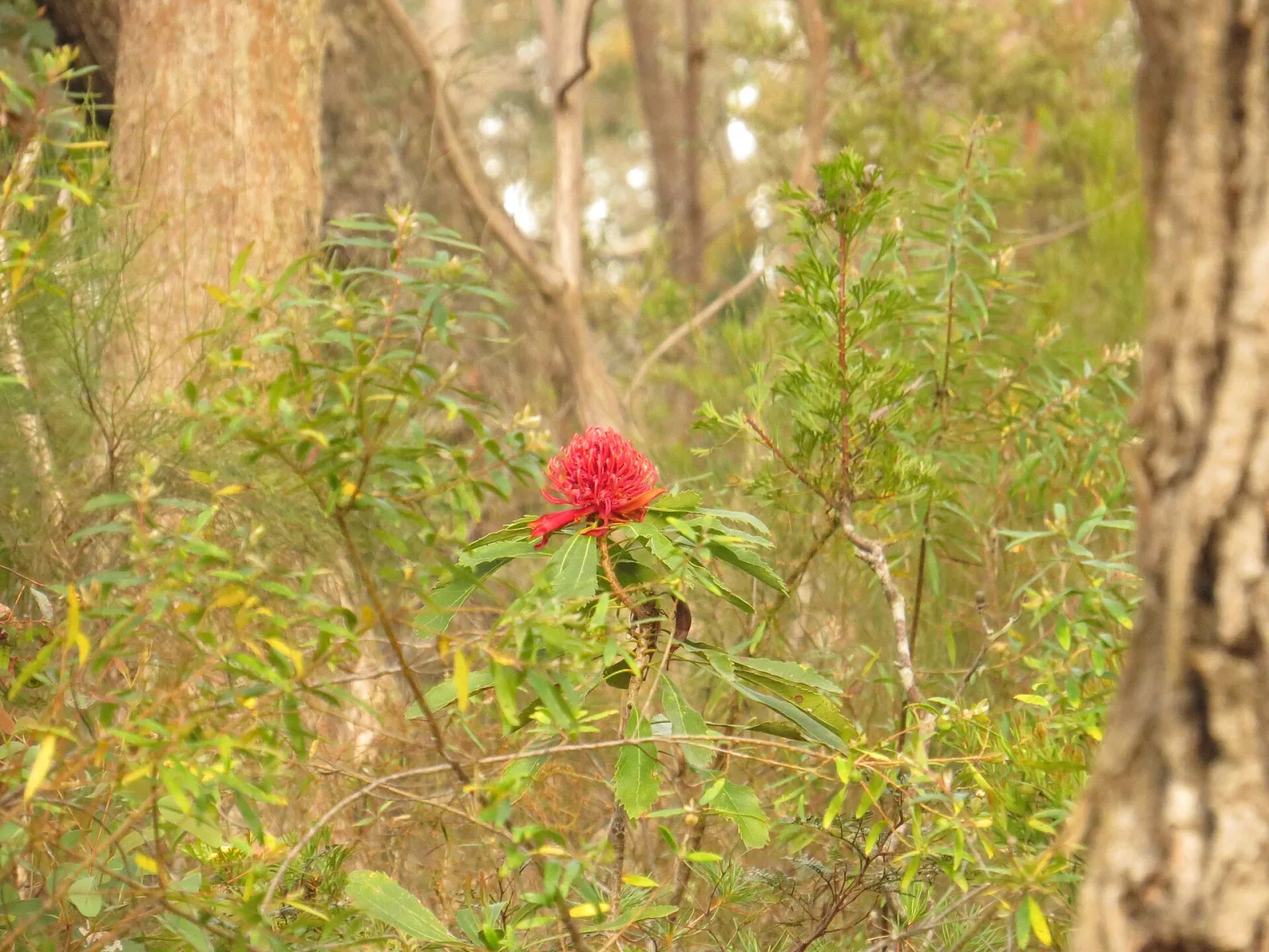 Telopea speciosissima