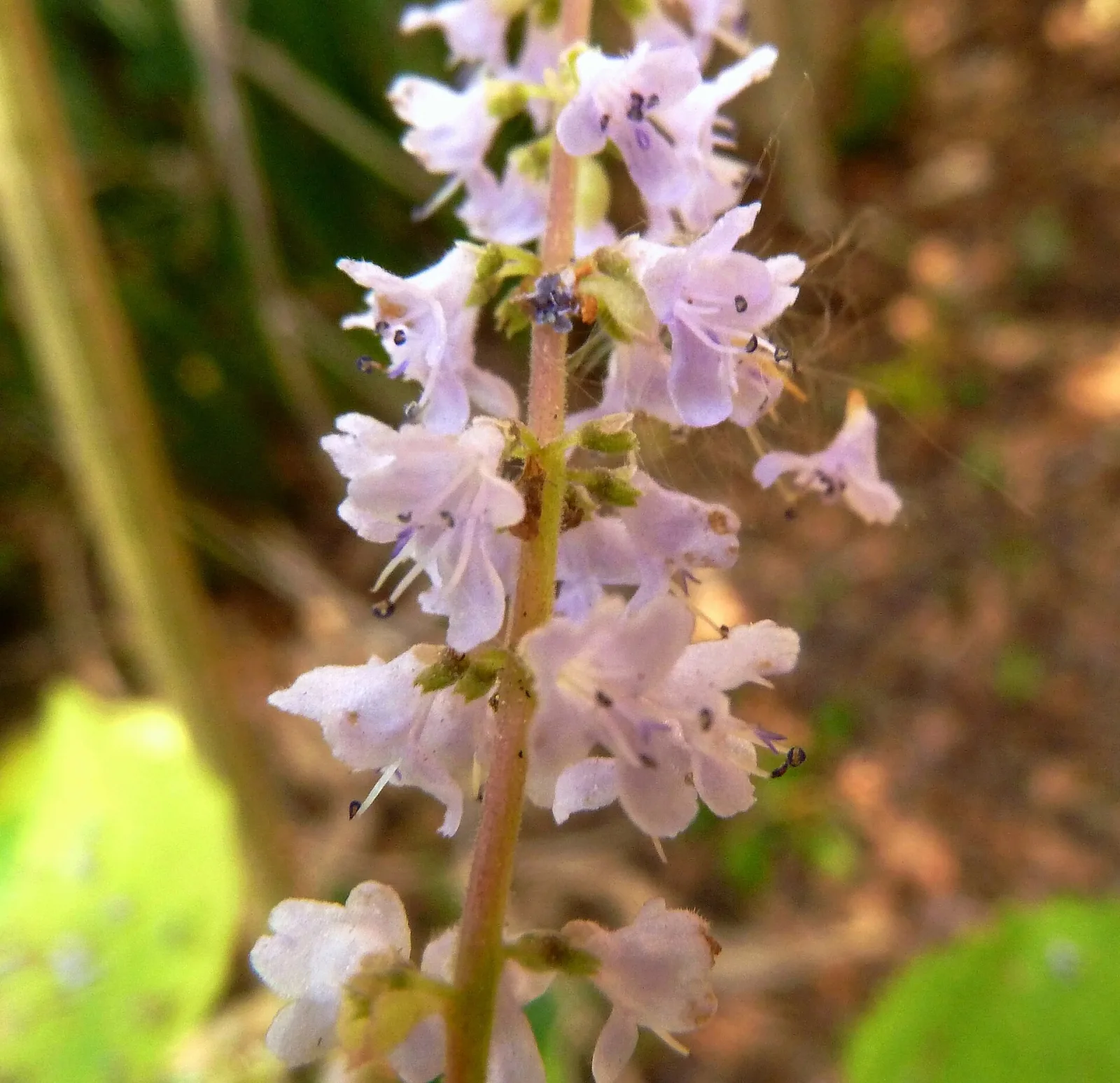 Tetradenia riparia