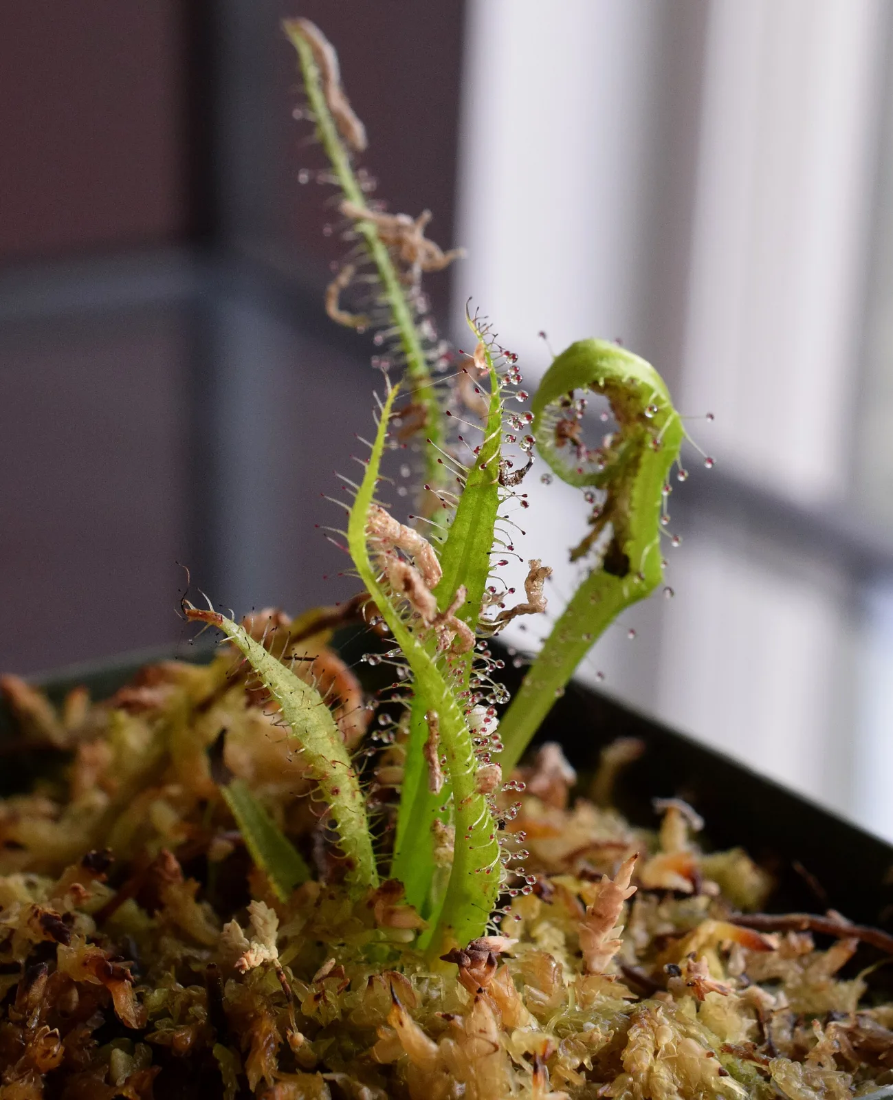 Drosera regia