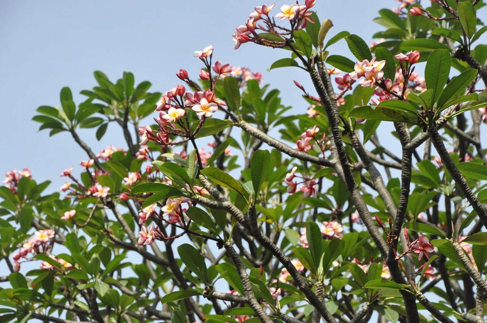 Plumeria rubra Pink