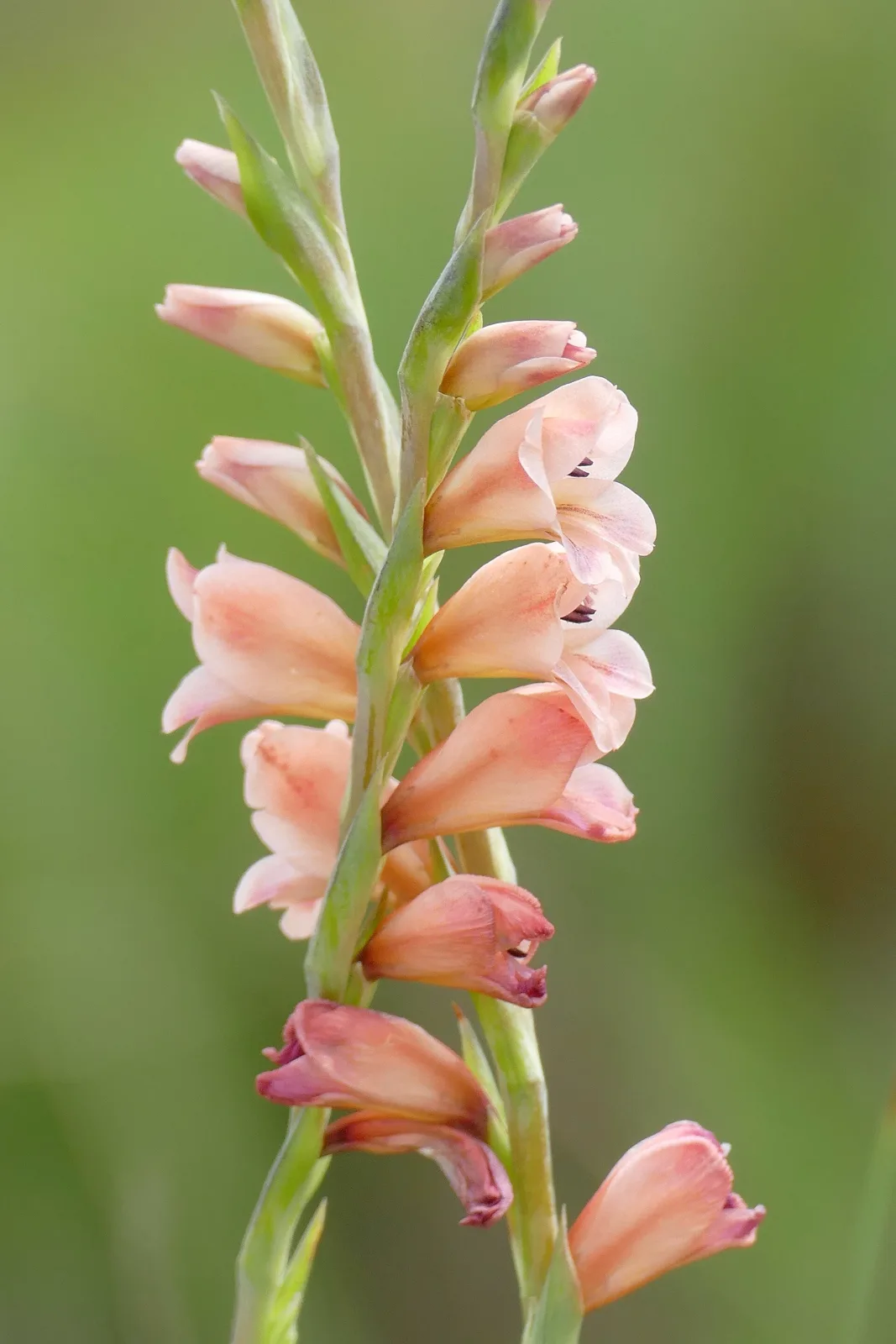 Gladiolus crassifolius
