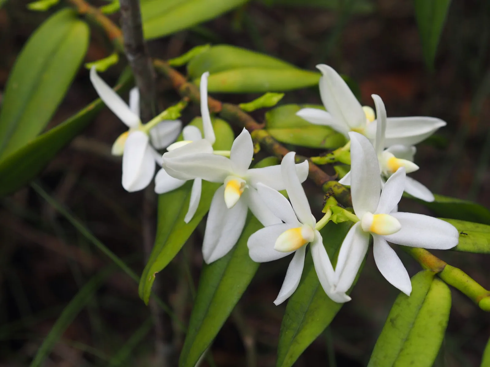 Thrixspermum calceolus