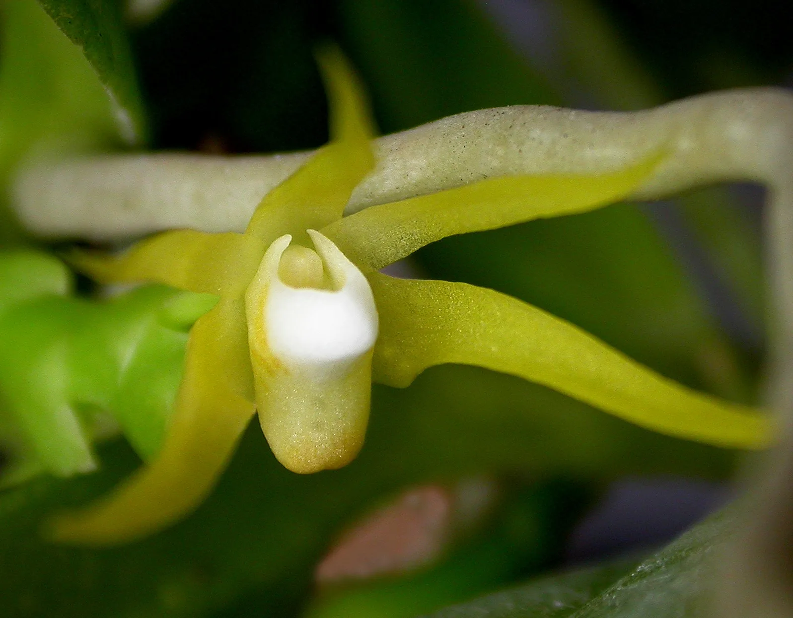 Thrixspermum centipeda