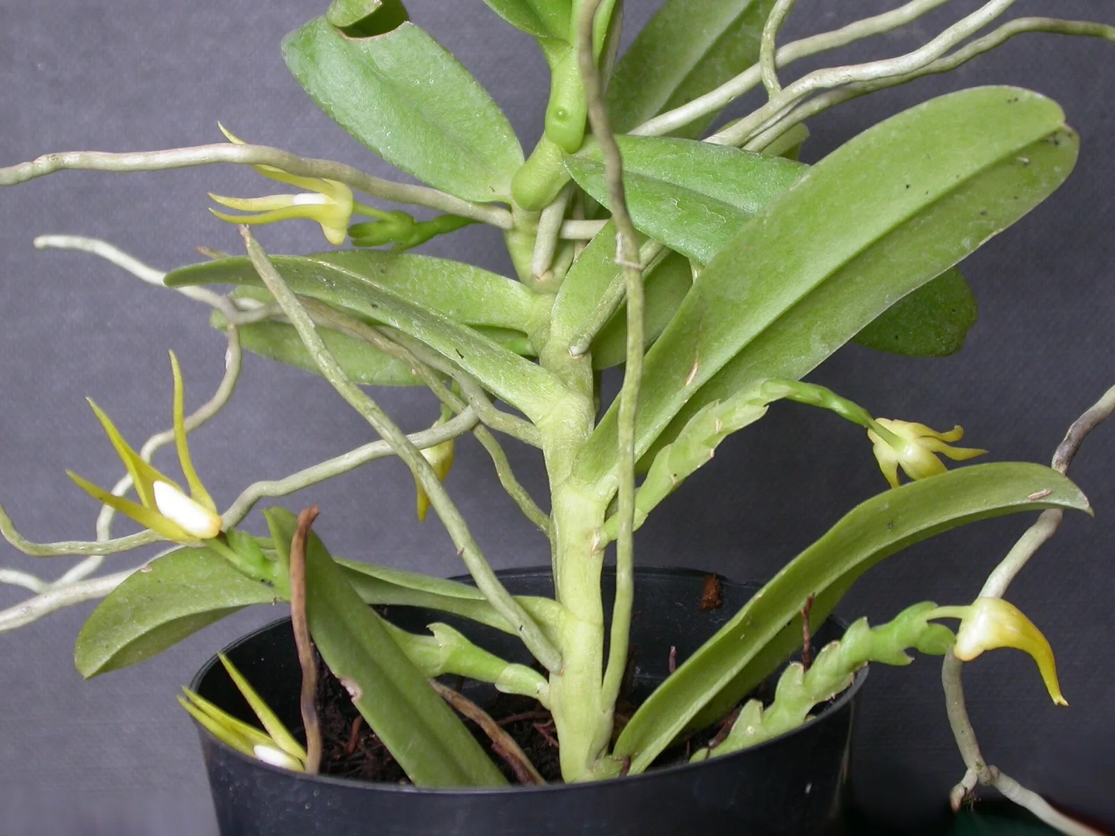 Thrixspermum centipeda