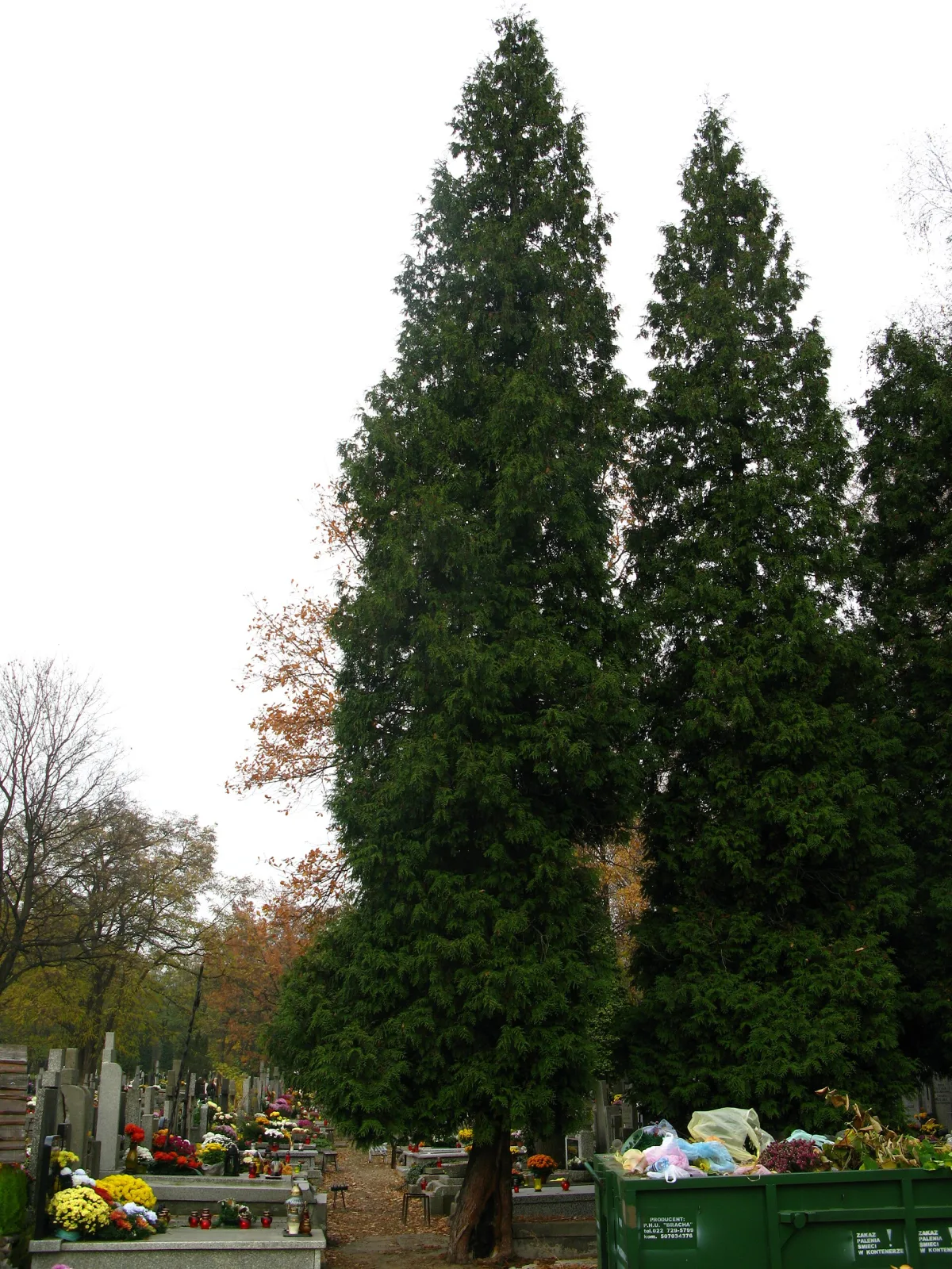 Thuja plicata