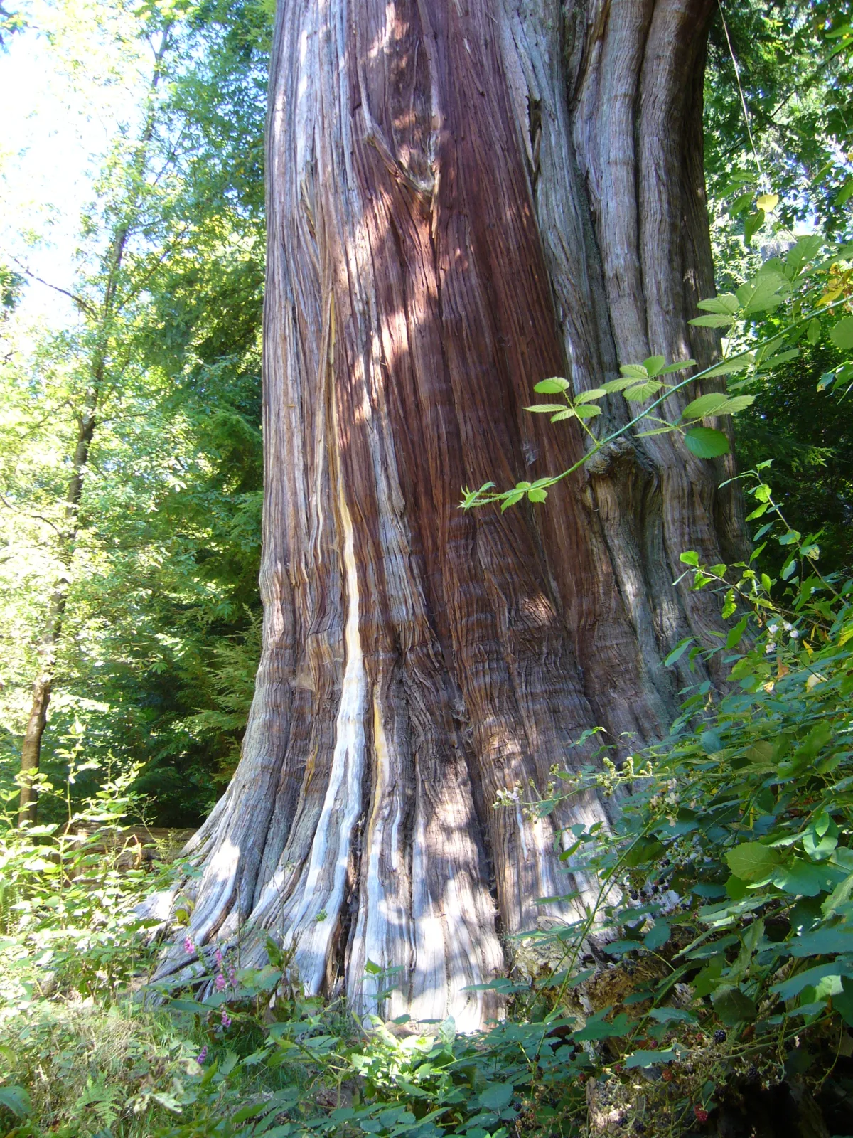 Thuja plicata