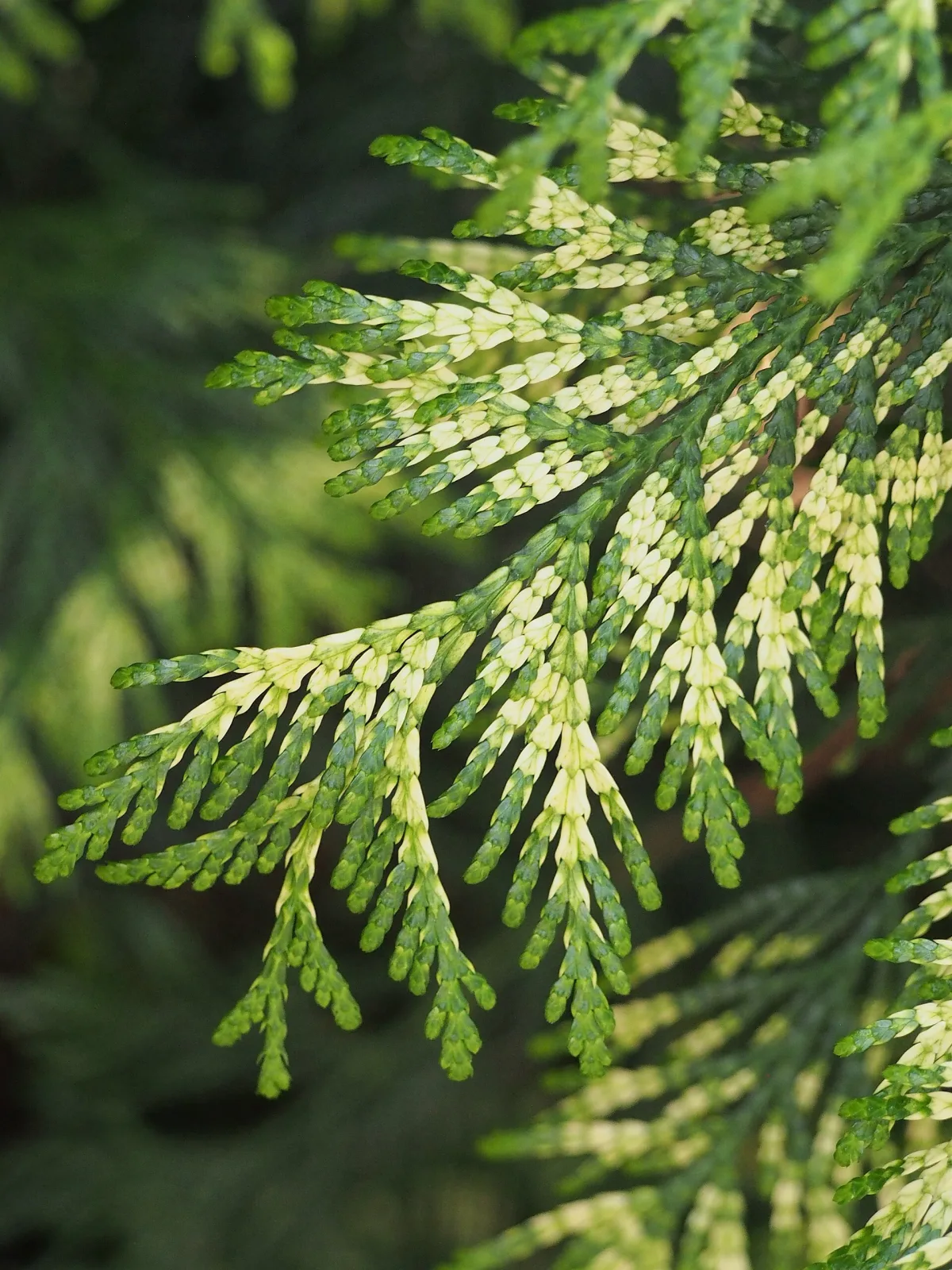 Thuja plicata