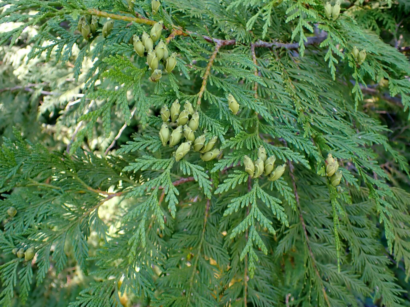 Thuja plicata