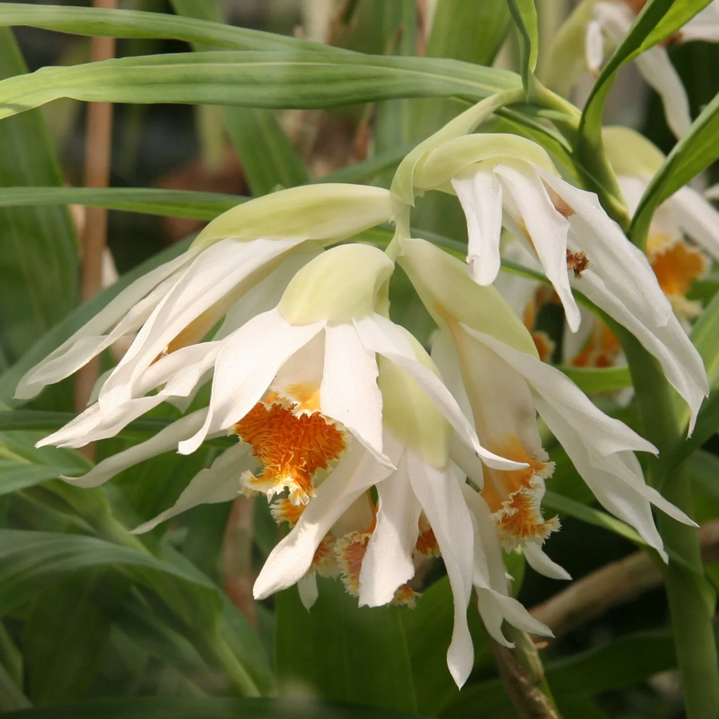 Thunia alba
