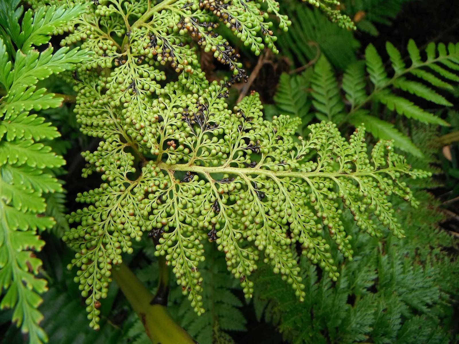 Thyrsopteris elegans