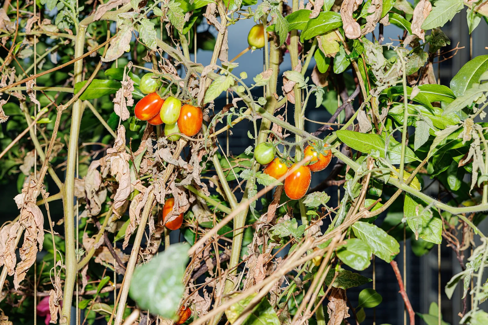 Tomato Tigerella