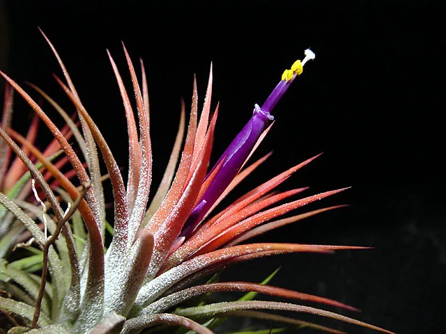 Tillandsia ionantha