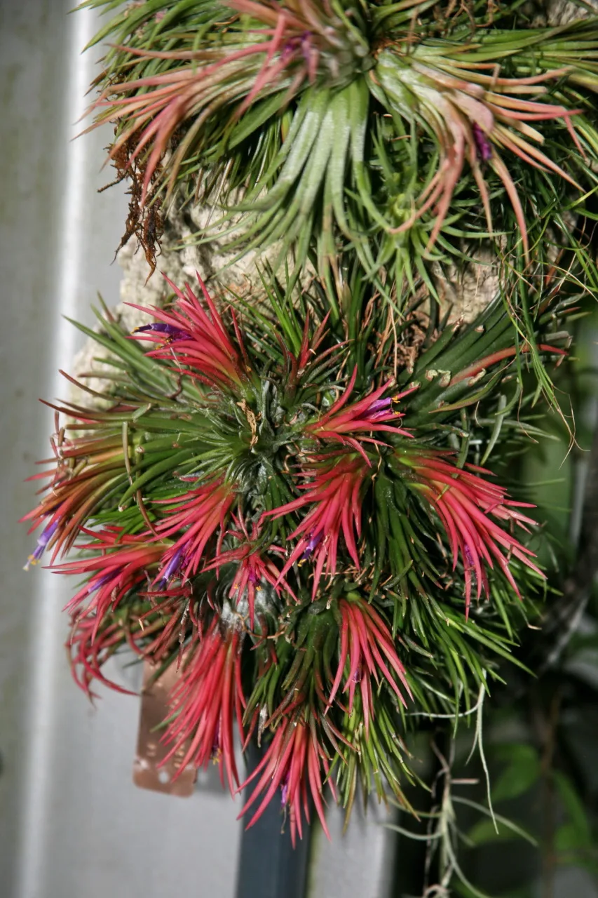 Tillandsia ionantha
