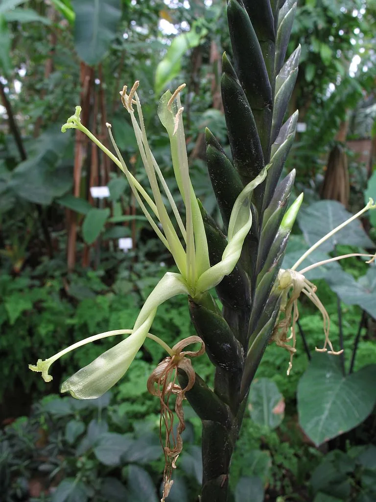 Tillandsia viridiflora