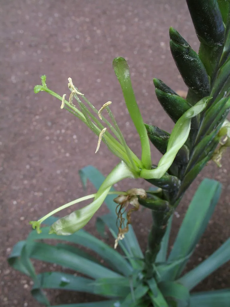 Tillandsia viridiflora