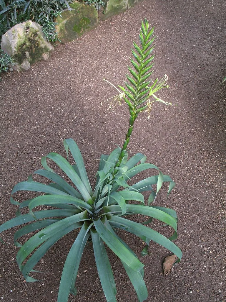 Tillandsia viridiflora