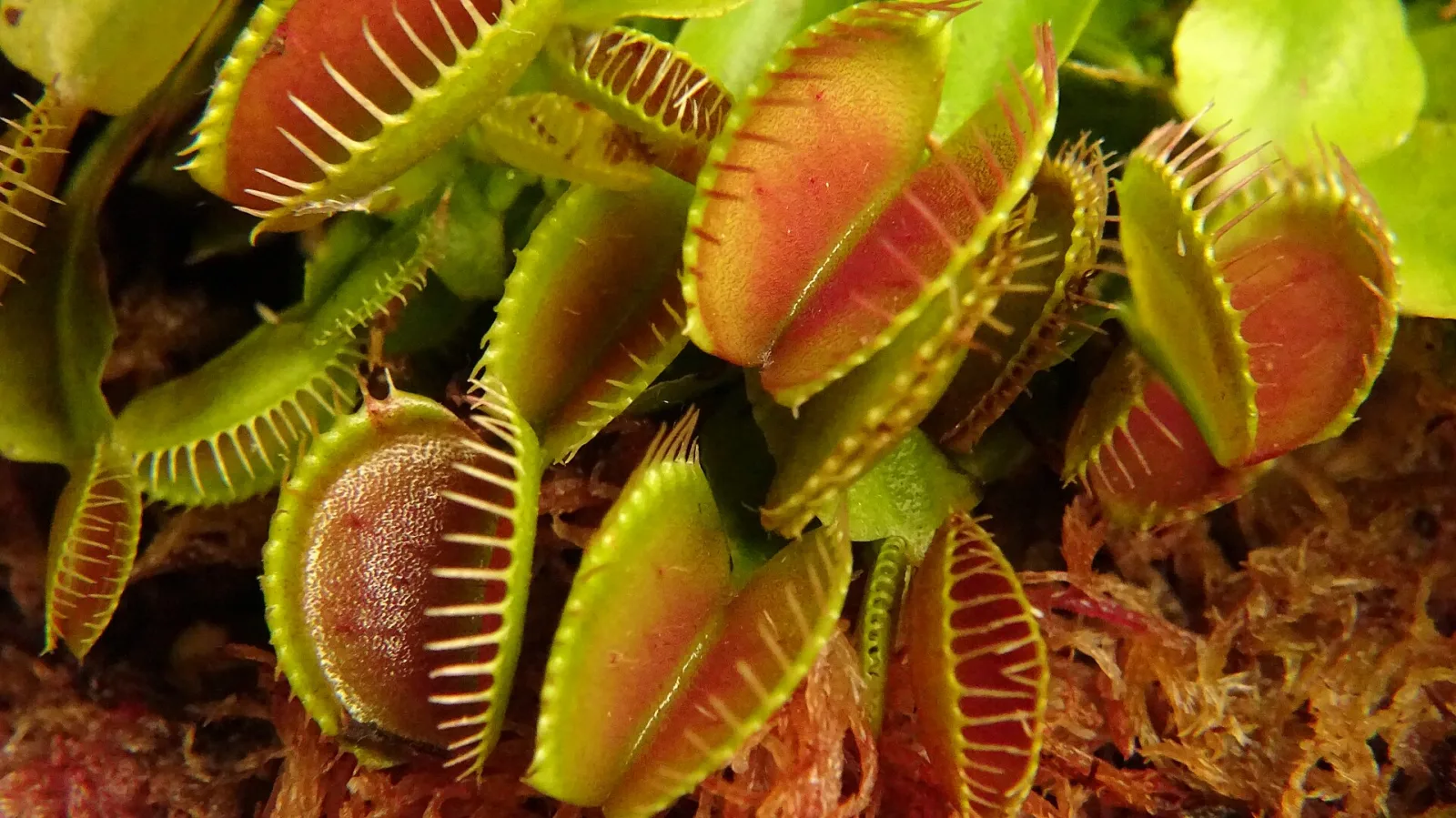 Dionaea muscipula Spider
