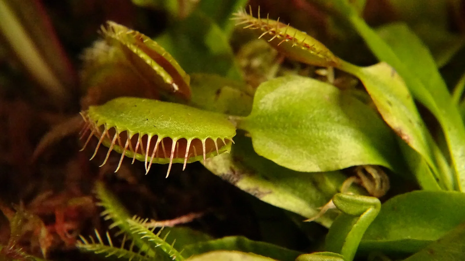 Dionaea muscipula Spider
