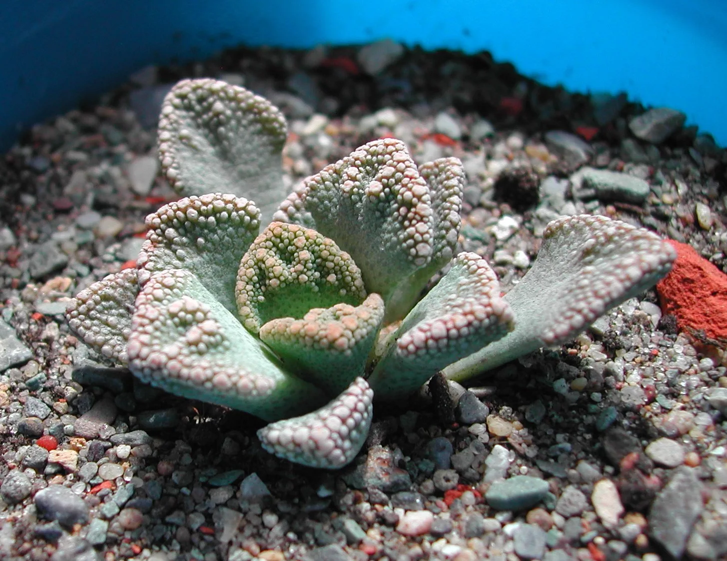 Titanopsis fulleri