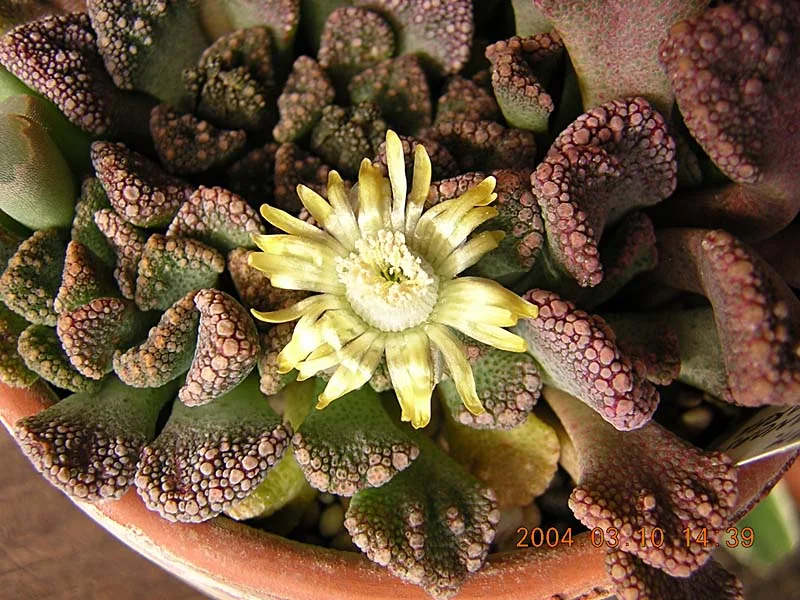 Titanopsis fulleri