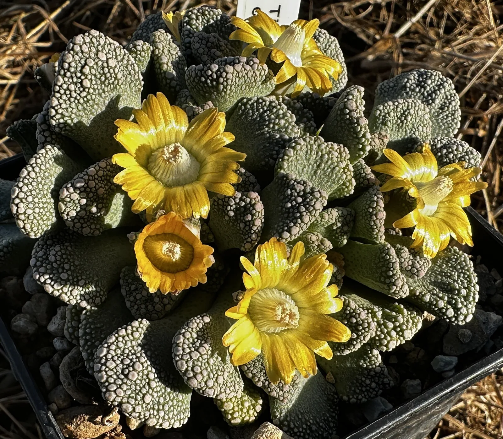 Titanopsis fulleri