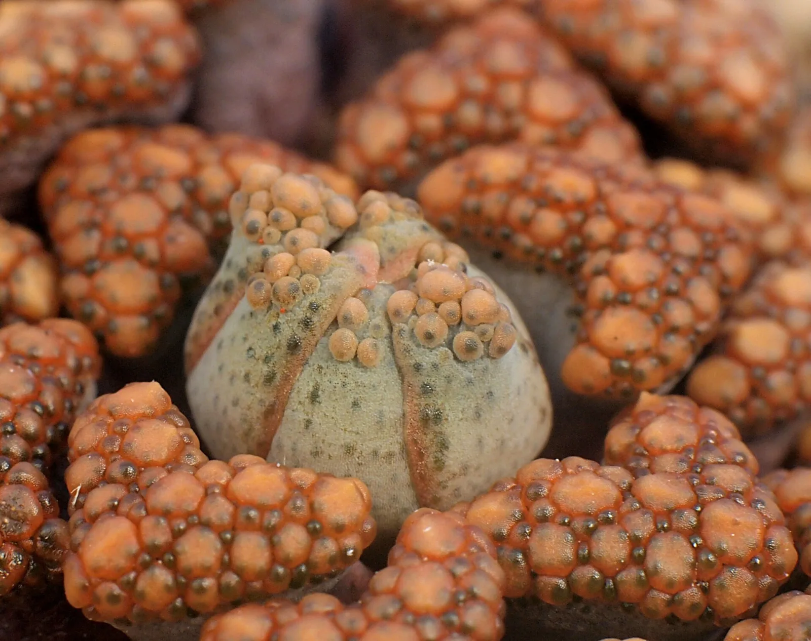 Titanopsis hugo schlechteri