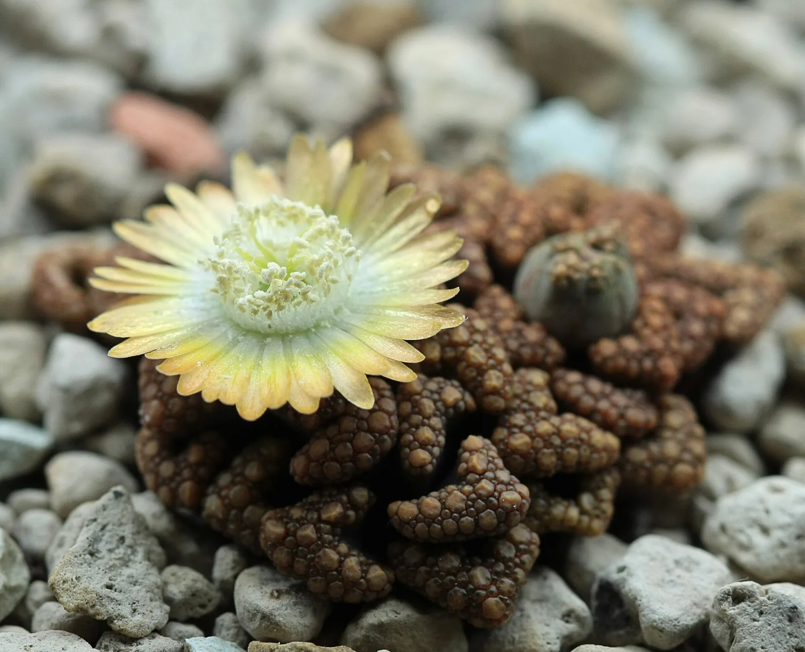 Titanopsis hugo schlechteri