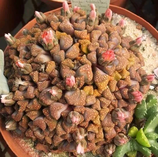 Titanopsis hugo schlechteri