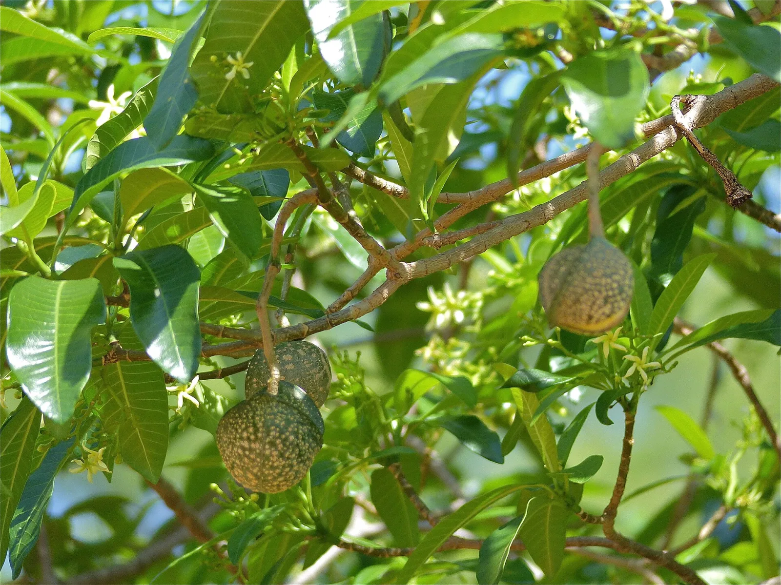 Tabernaemontana elegans
