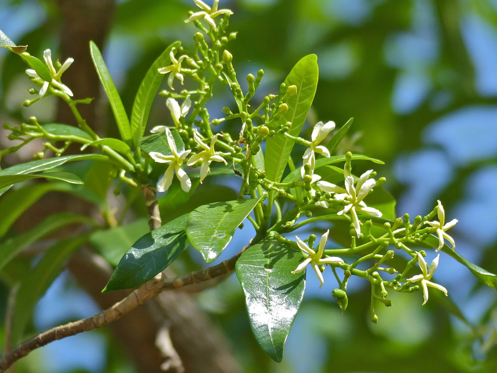 Tabernaemontana elegans