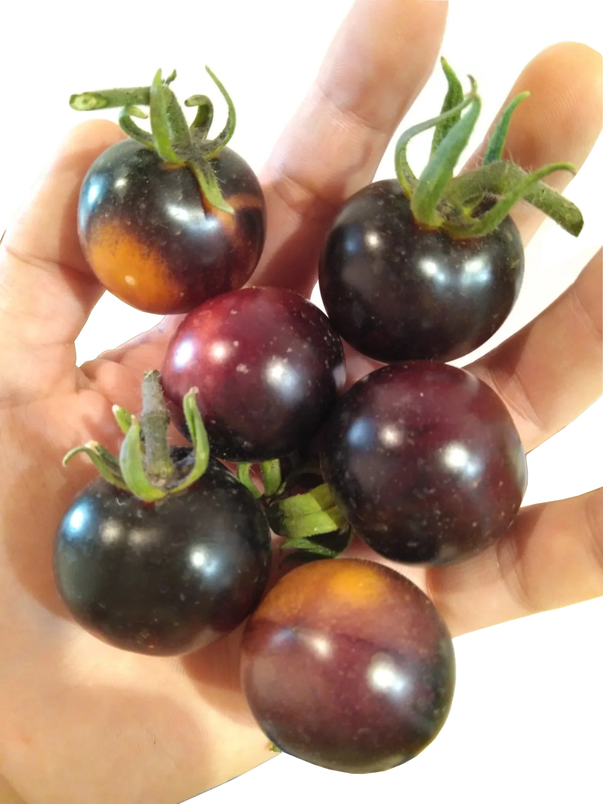 Tomate Indigo Rose