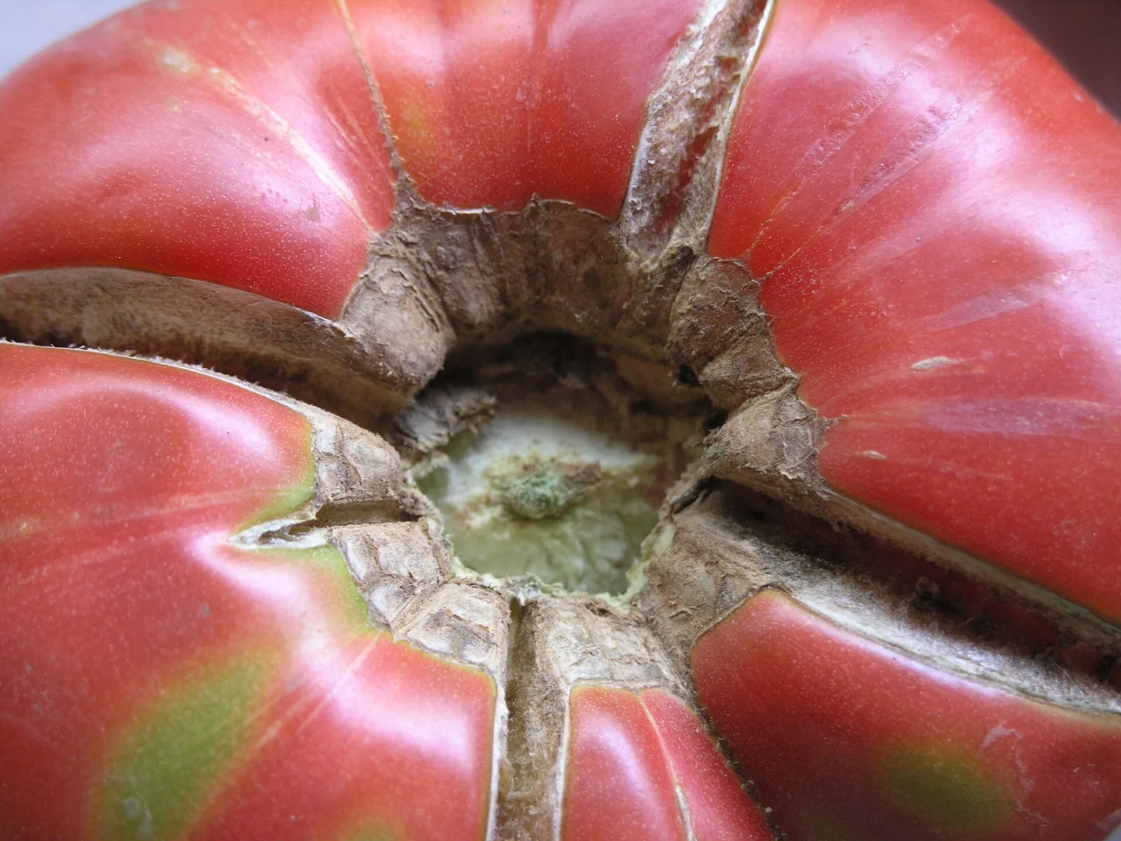 Tomate Pink Brandywine