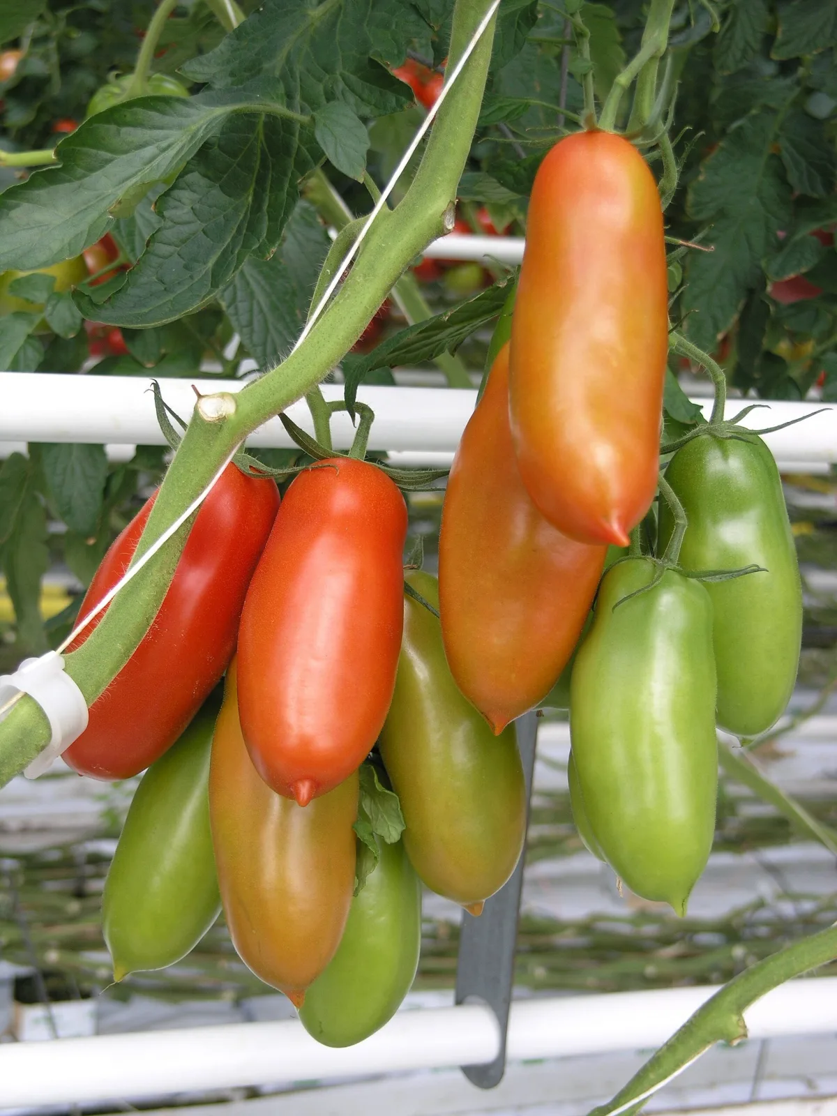 Tomate San Marzano 3 Samen